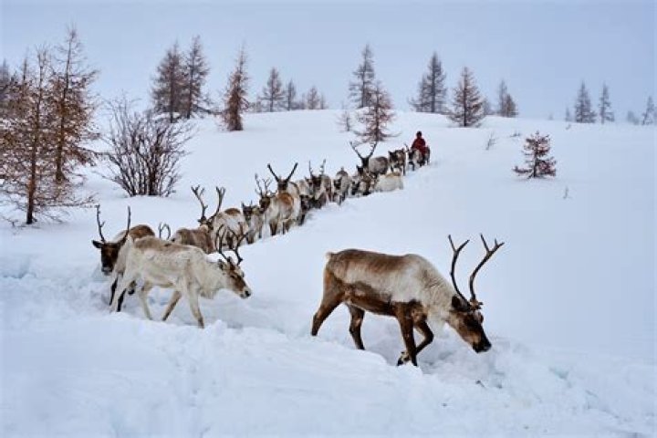 All 12 Reindeers: Unveiling the Fascinating World of Santa&rsquo;s Magical Team
