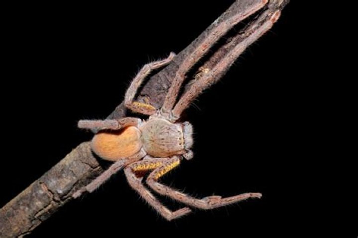 Are Spiders Smart? Exploring the Intelligence of These Eight-Legged Creatures