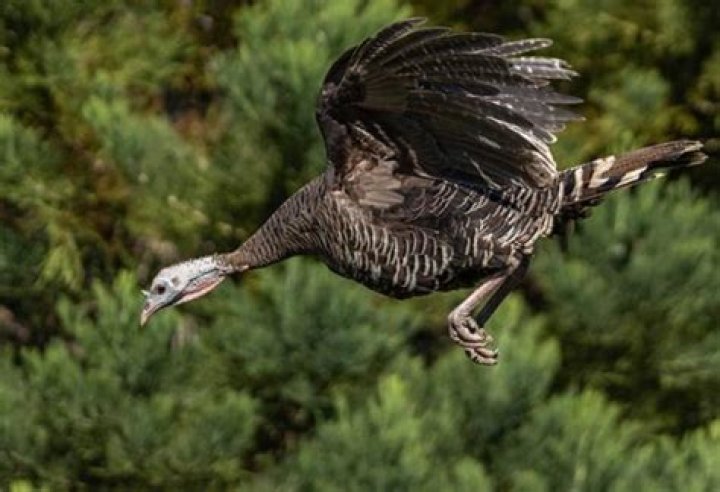Can Tame Turkeys Fly? Exploring Their Flight Capabilities