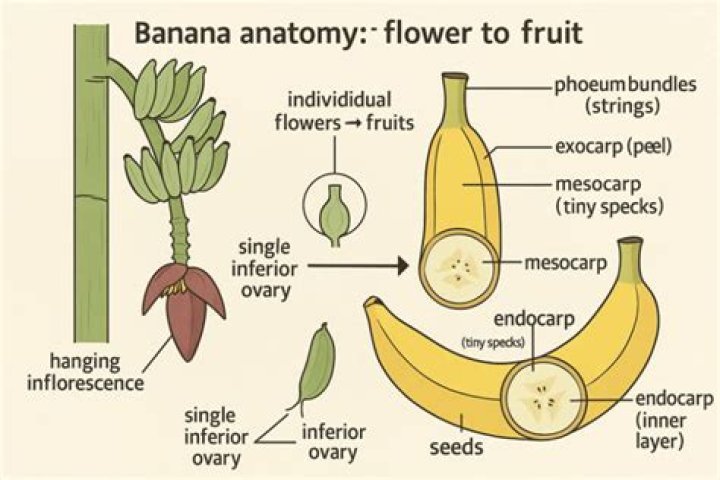 Debunking the Truth: What Makes a Banana a Berry, or Not?