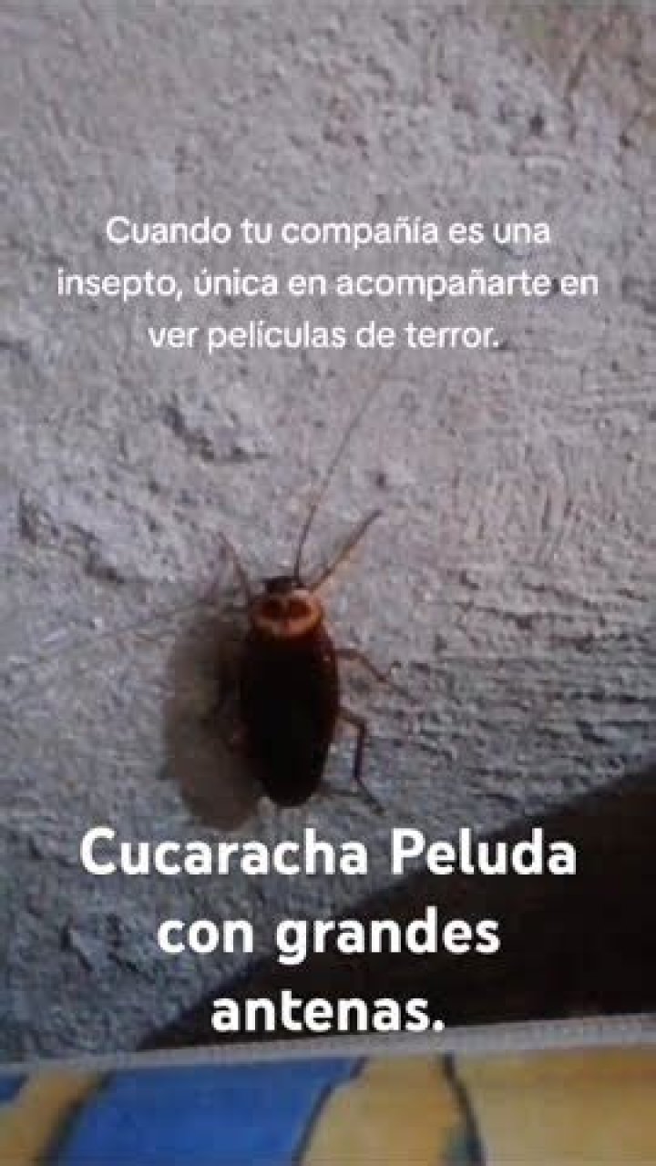 Descubre las Espectaculares Cucas Peludas: Un Mundo Asombroso!