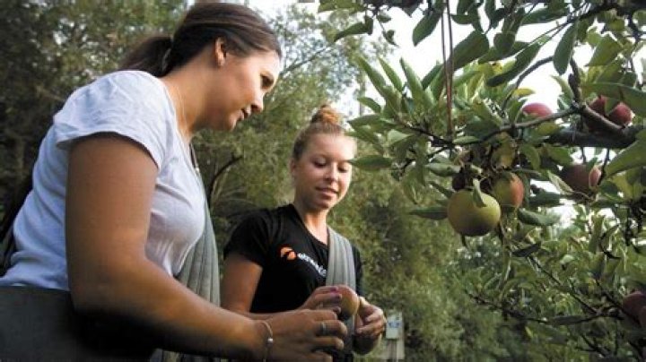Discover the Joy of Apple Picking in San Luis Obispo