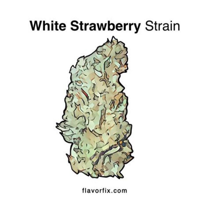 Discover the Sweet Treat of White Strawberry Strain