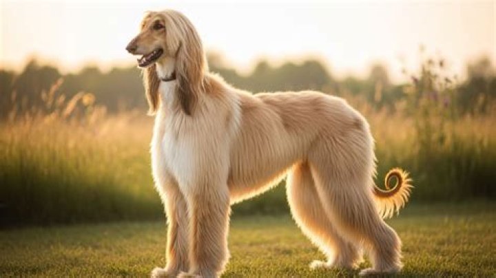 Discovering the World's Most Beautiful Dog Breeds