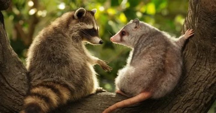 Exploring the Intricate Relationship Between Cats and Opossums