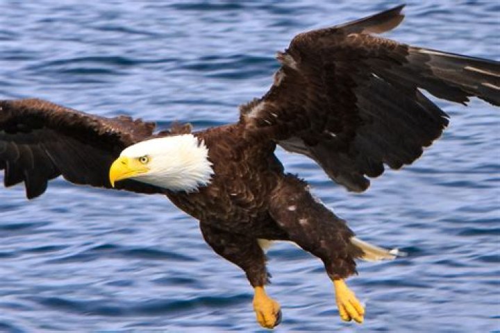 Exploring the Profound Message of "Fly Eagle Fly"