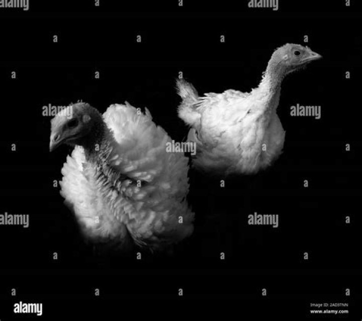 Exploring the World of Domesticated Turkeys