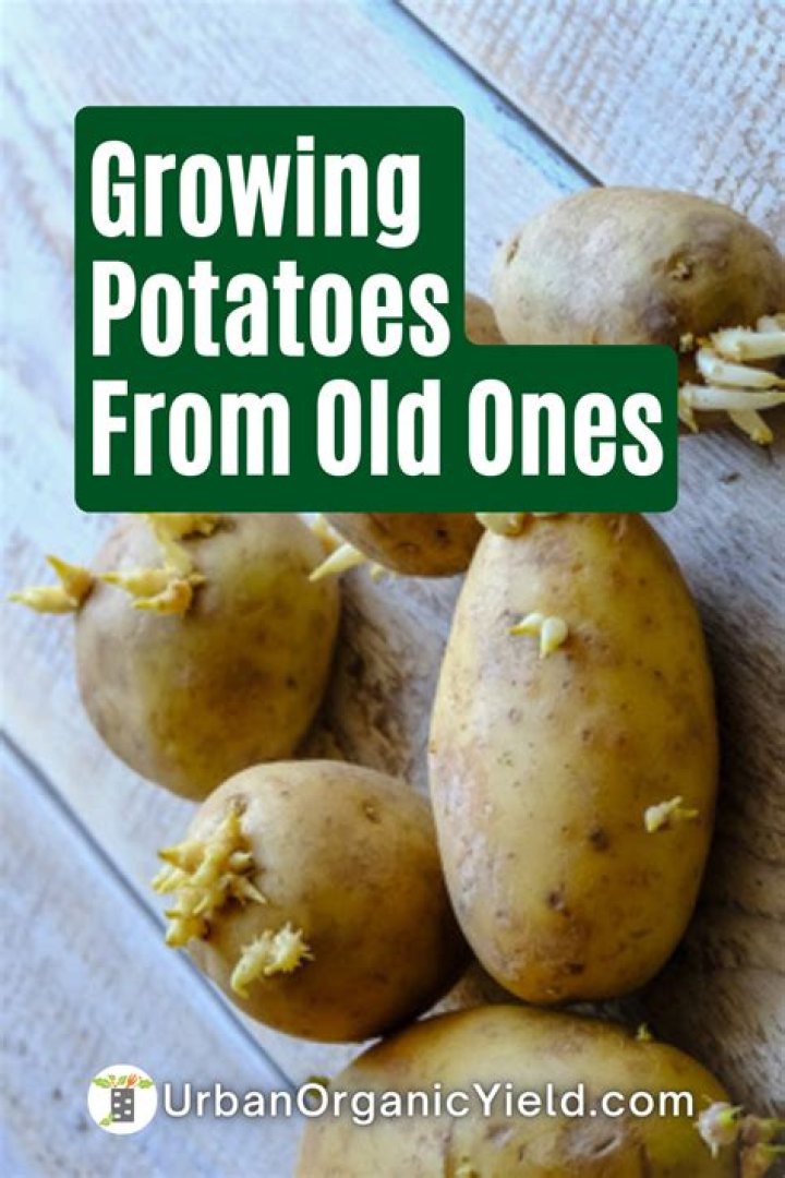 Grow Potatoes Like a Pro: Uncover the Secrets to a Bountiful Harvest