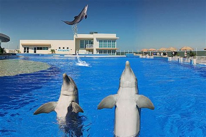 Marineland Dolphin Adventure: Dive Into an Unforgettable Marine Experience