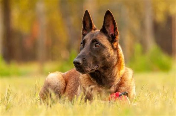 Pastor Belga Malinois: The Ultimate Guide to the Belgian Malinois Breed