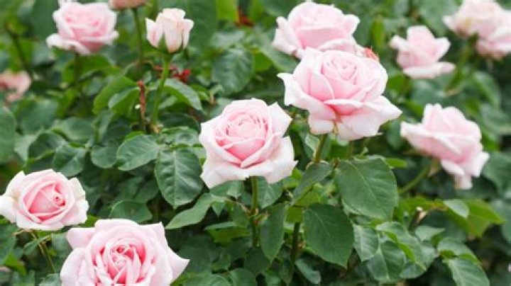 Schlossberg Rose: A Classic Hybrid Tea Rose