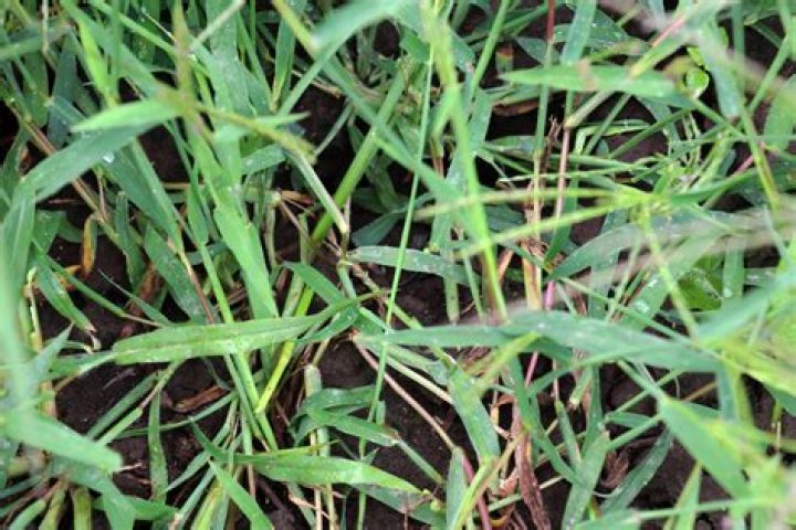 Take Control of Your Outdoor Space: Augusta Weed Control Experts