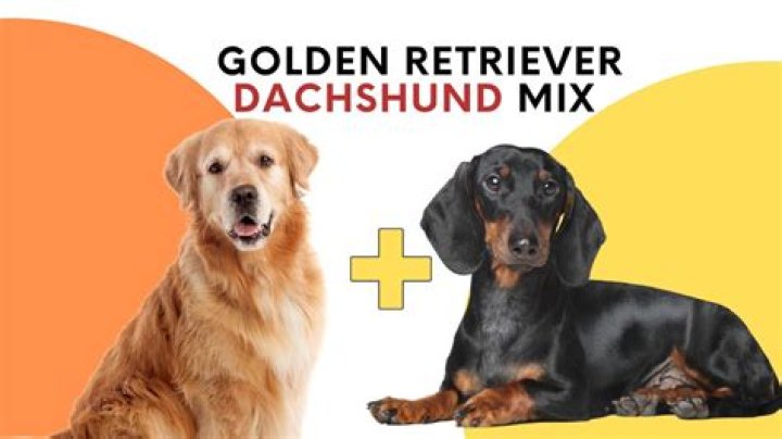 The Perfect Companion: Discover the Charm of the Goldendox