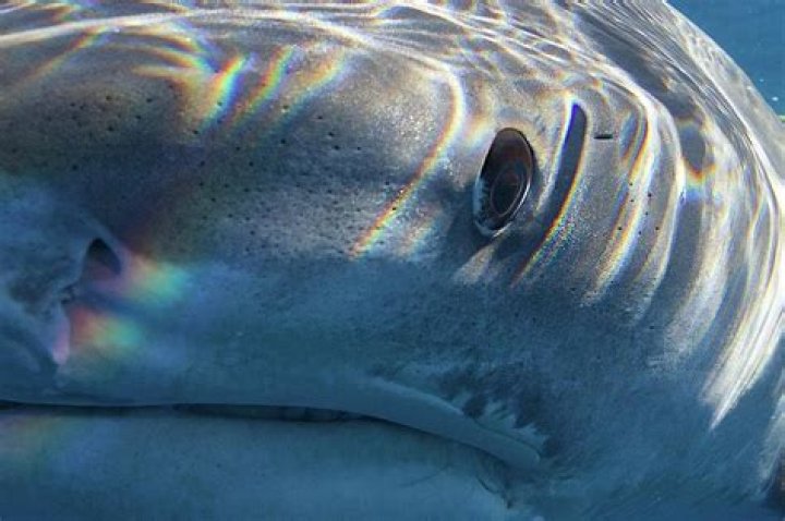 Unveiling the Mysteries of Great White Shark Eyesight