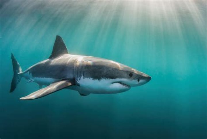 Unveiling the Mysteries of Sharks: Power, Threats, and Conservation