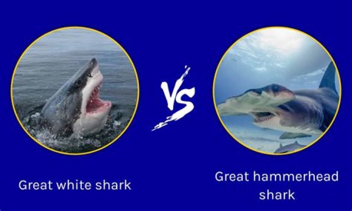 Unveiling the Mysteries of the Great White Shark Eye