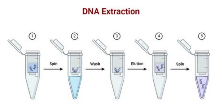 YAPMD: Comprehending the Sophisticated Yet Essential Tool for DNA Analysis